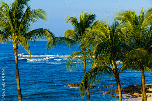 Palm trees on an exotic beach.