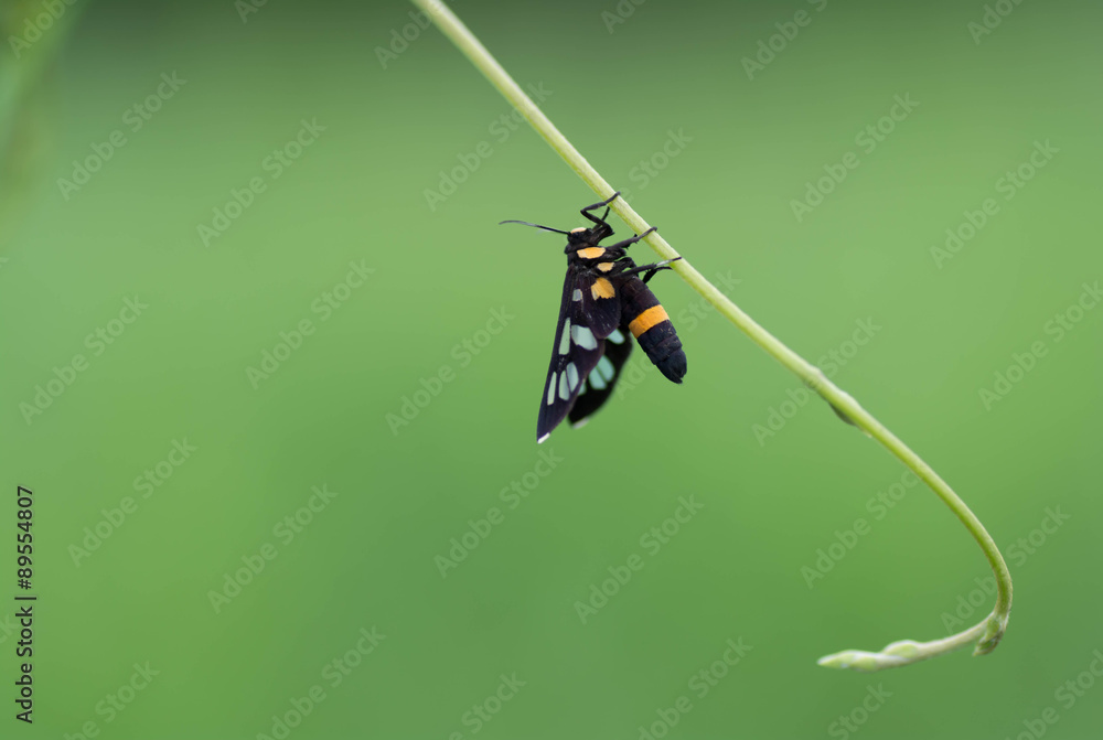 Insects are yellow with black wings on a leaf.