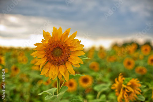 sunflowers