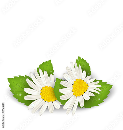 Fototapeta Naklejka Na Ścianę i Meble -  Camomile flowers with shadows on white background