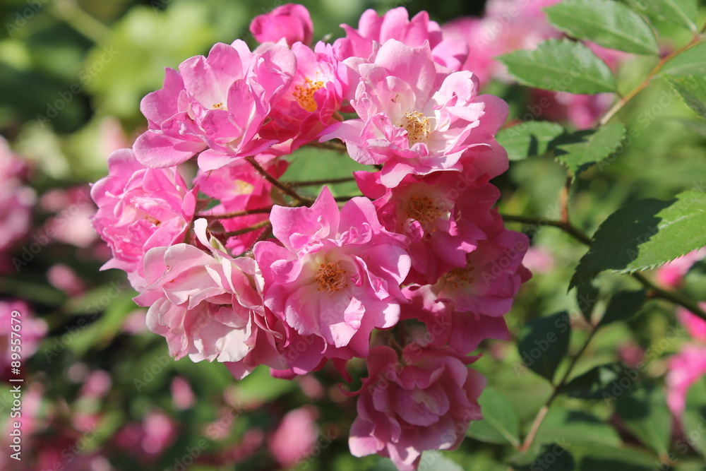 Pink roses Pink roses