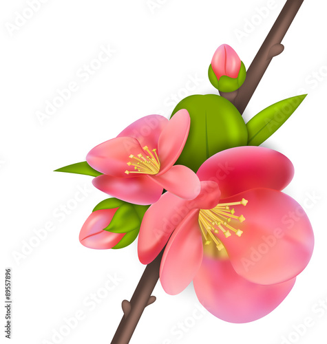 Branch with buds of Japanese Quince (Chaenomeles japonica) in bl