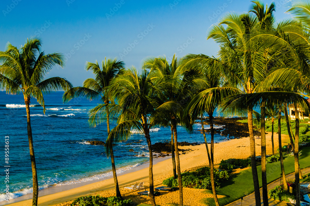Obraz premium Palm trees on an exotic beach.
