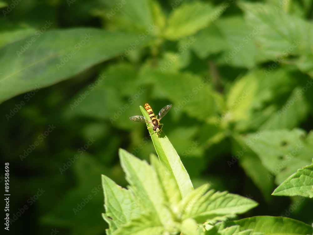 Sphaerophoria su pianta verde Sphaerophoria su pianta verde