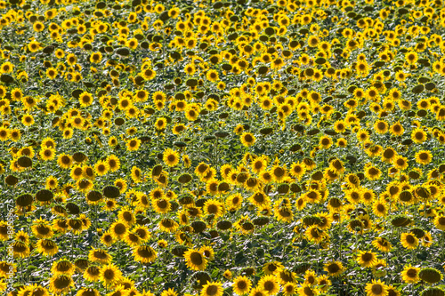 high angle of field of sunflowers in natural daylight