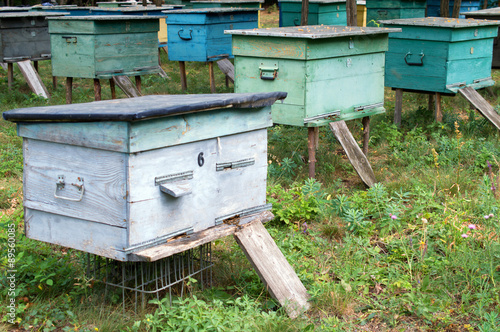 rows of hives in the apiary © kateryna zakorko