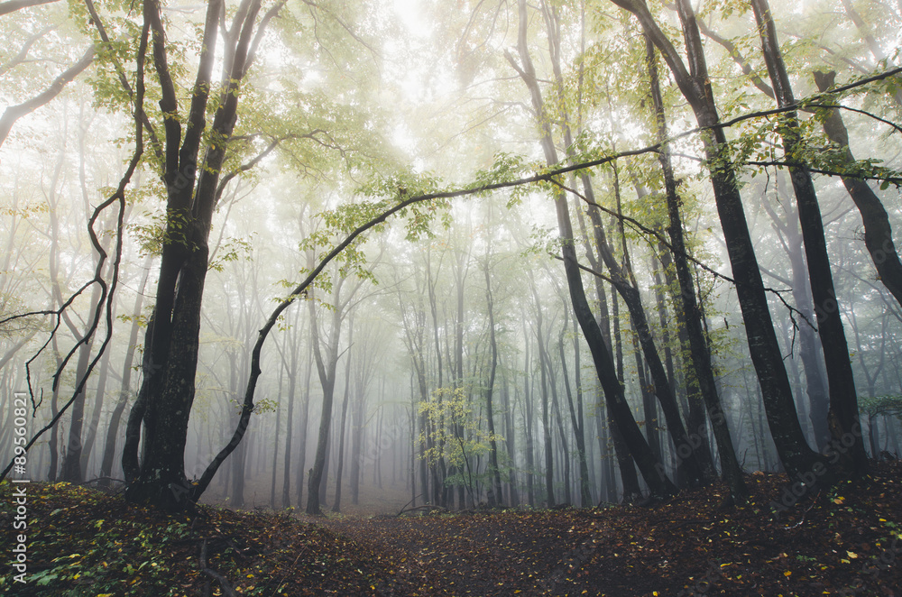 autumn light in misty forest