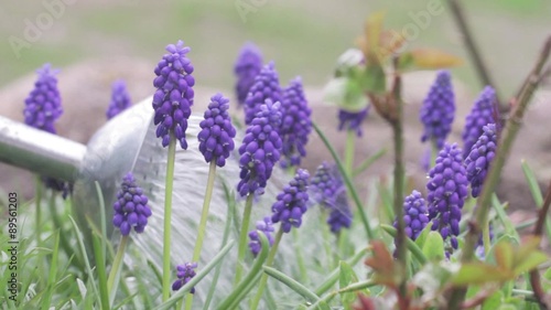 Grape hyacinths being watered with a watering can photo