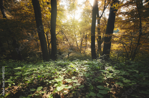 transition to autumn in colorful forest