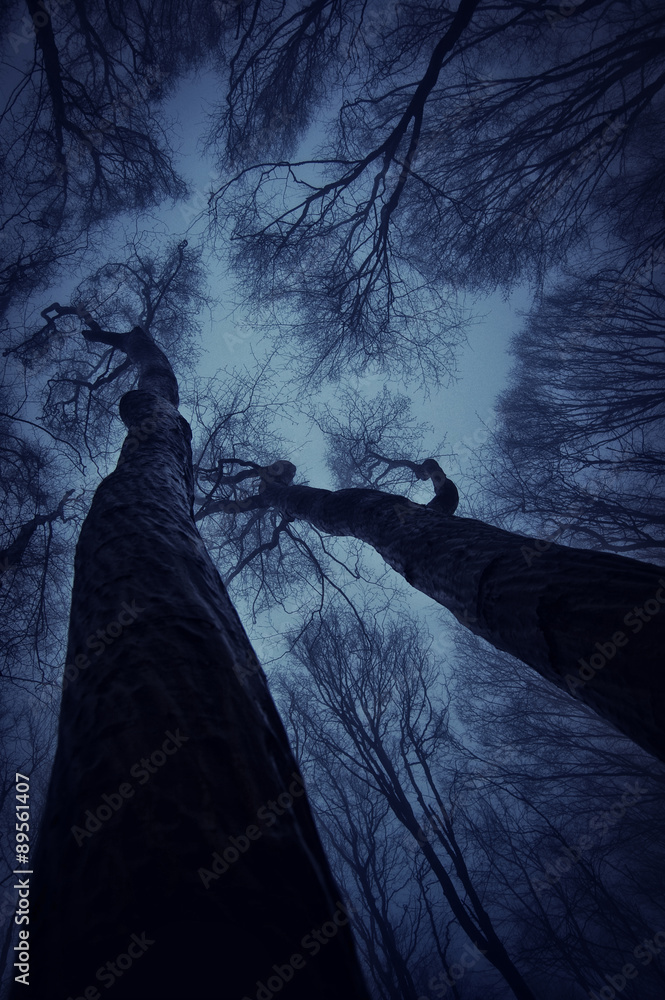 Fototapeta premium view towards sky from dark forest at night