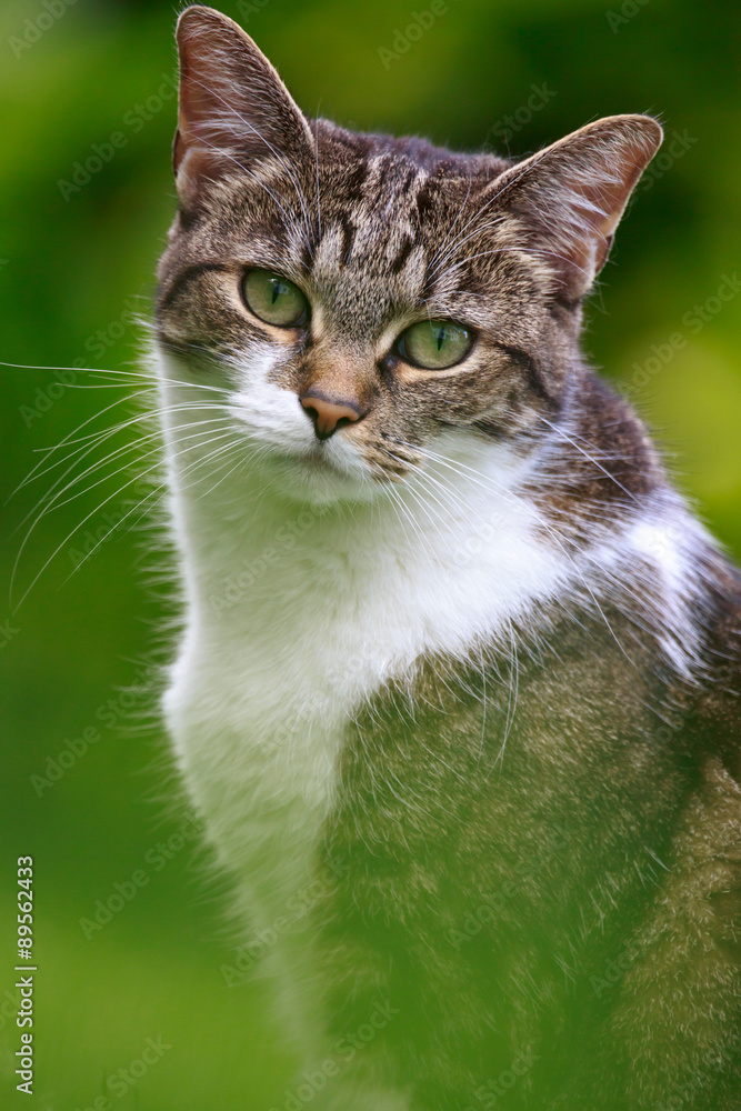  Katzengesicht Stock-Foto 