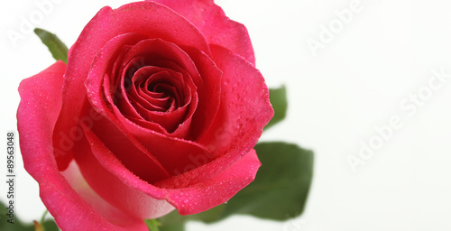 One wet pink rose on white background