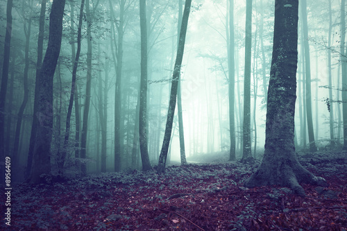 Dreamy green and blue colored foggy forest tree background. Fantasy colored woodland. Color filter effect used.
