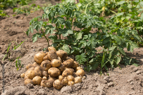  fresh organic potatoes in the field 