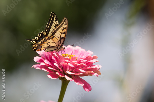 butterfly on a flower
