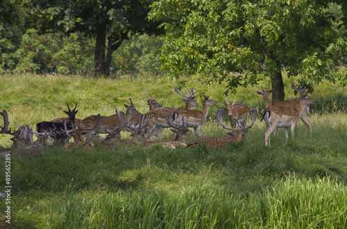 Fototapeta Naklejka Na Ścianę i Meble -  Fallow Deer grazing in woodland meadow. England. UK.