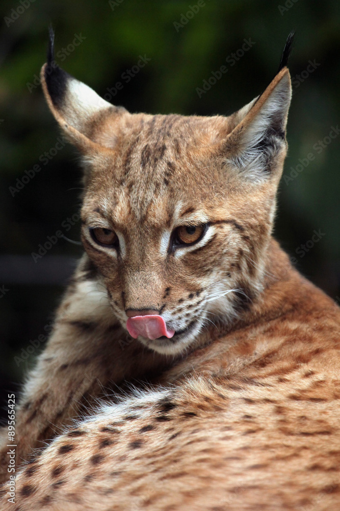 Fototapeta premium Carpathian lynx (Lynx lynx carpathica).
