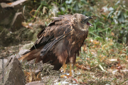 Western marsh harrier (Circus aeruginosus).