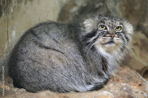 Photography Pallas's cat (Otocolobus manul), also known as the manul.