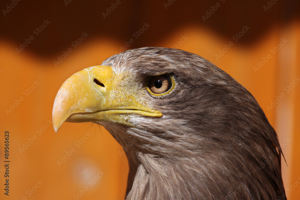 Obraz premium White-tailed eagle (Haliaeetus albicilla).