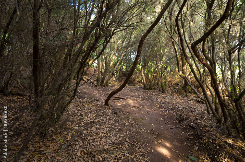 Naklejka premium Laurel forest