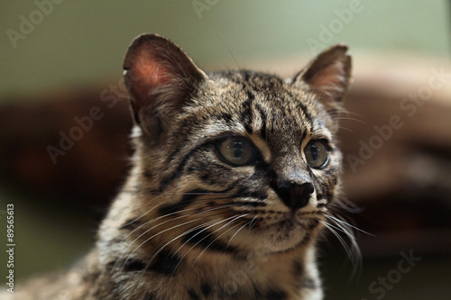 Fototapeta Naklejka Na Ścianę i Meble -  Geoffroy's cat (Leopardus geoffroyi).