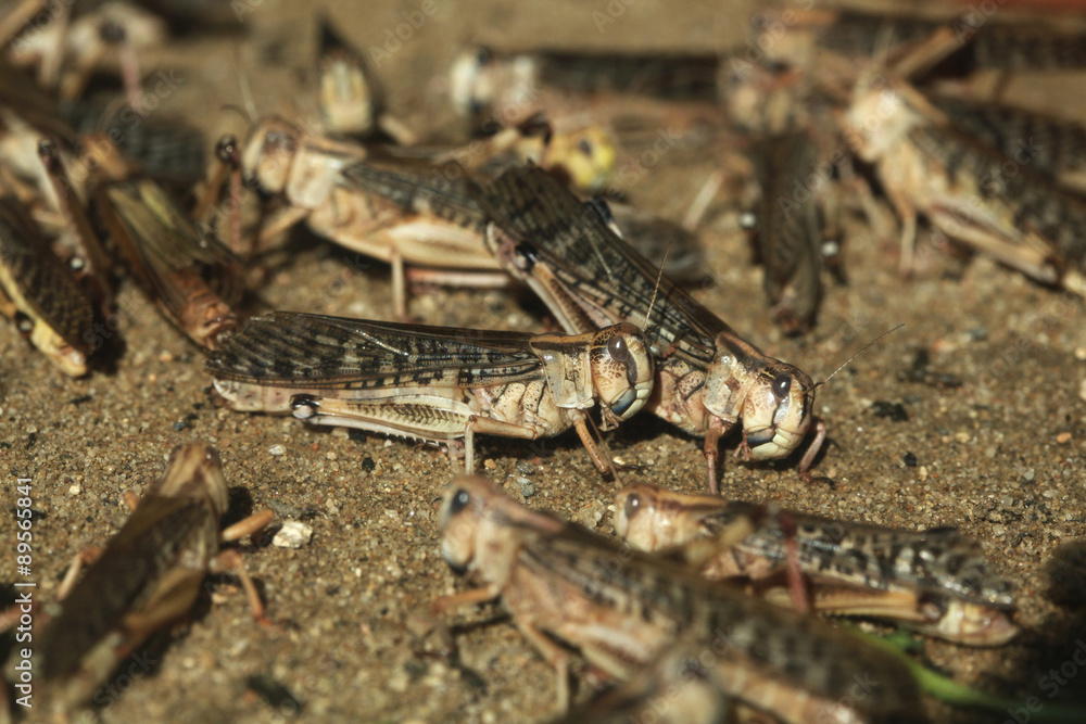 Desert locust (Schistocerca gregaria). Desert locust (Schistocerca gregaria).