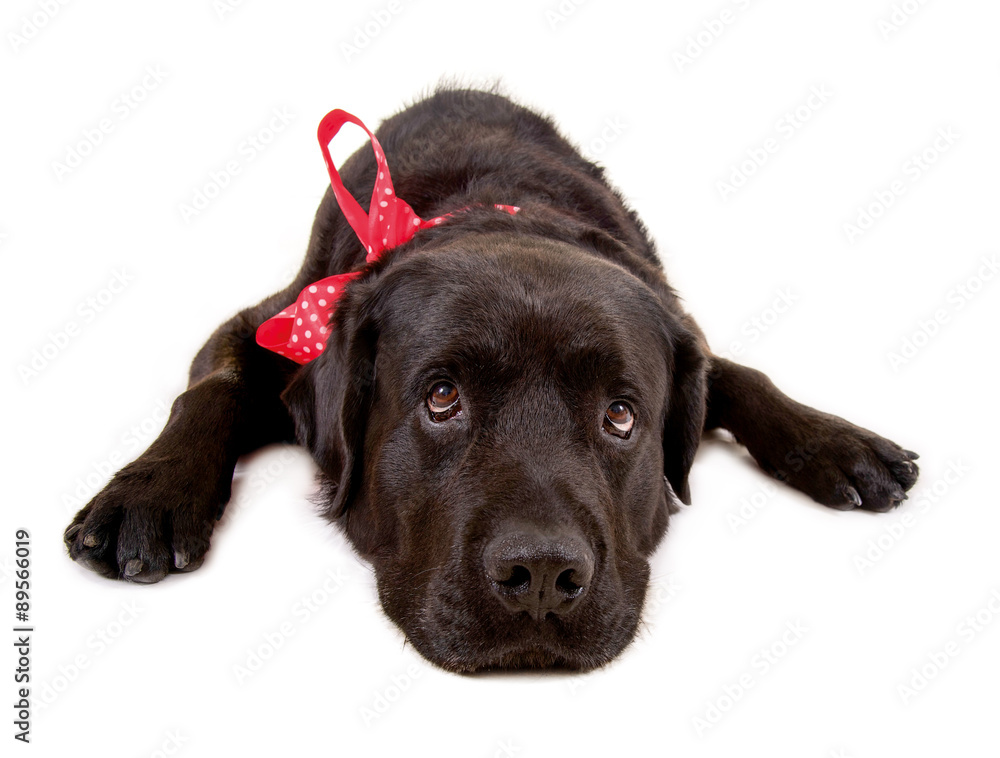 Schwarzer Hund, liegend, mit roter Schleife Schwarzer Hund, liegend, mit roter Schleife
