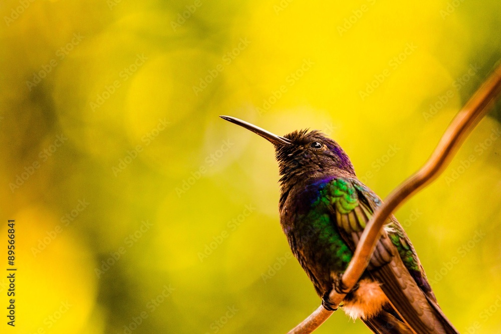 Obraz premium Beija-flor