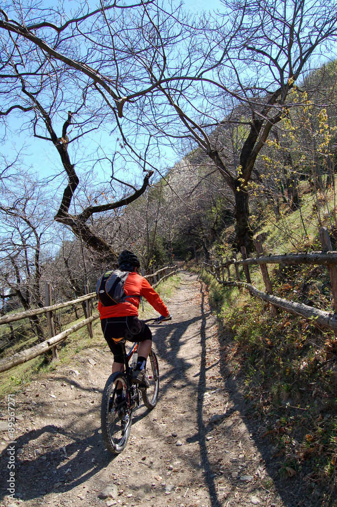 Naklejka premium Mountainbiker auf Weg