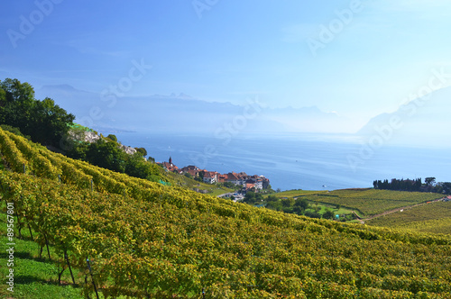 Vineyards in Lavaux region  Switzerland