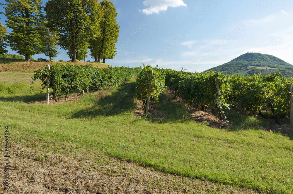 View of grape vineyards, captured in the late summer, Padova, It