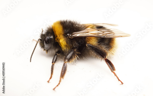 A Bumble Bee on a white background © akilrollerowan
