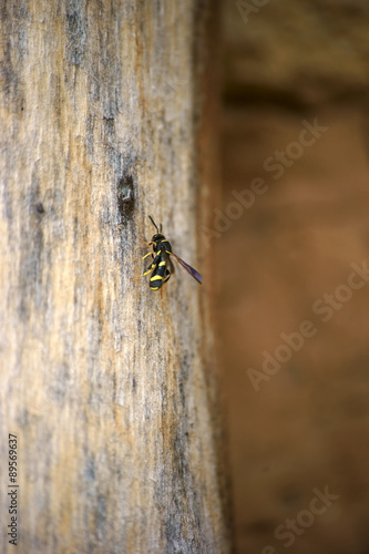 Wespe am Insektenhotel / Nahaufnahme einer schwarz gelb gemusterten Wespe  © ginton