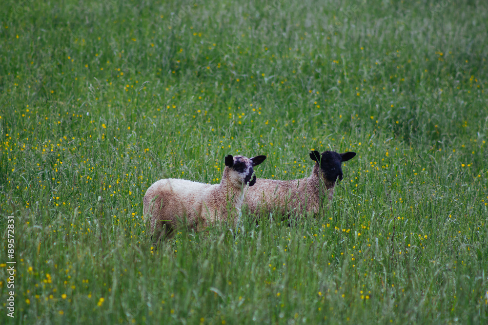Two young lambs standing in a grassy field Two young lambs standing in a grassy field