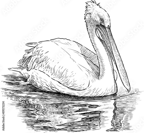 Pelican on the lake