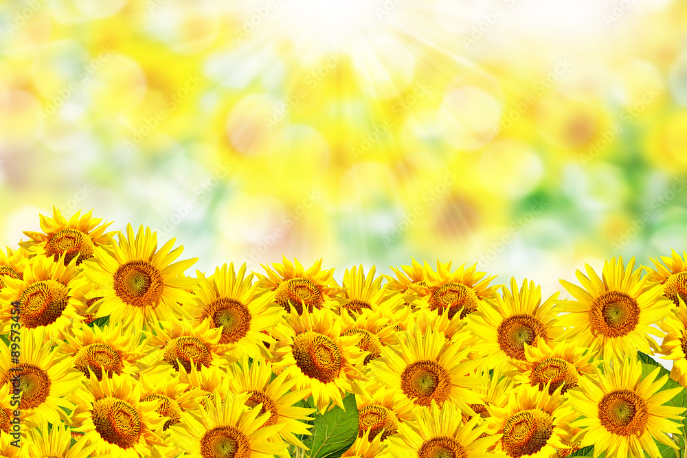 Fototapeta premium Beautiful sunflower field in summer