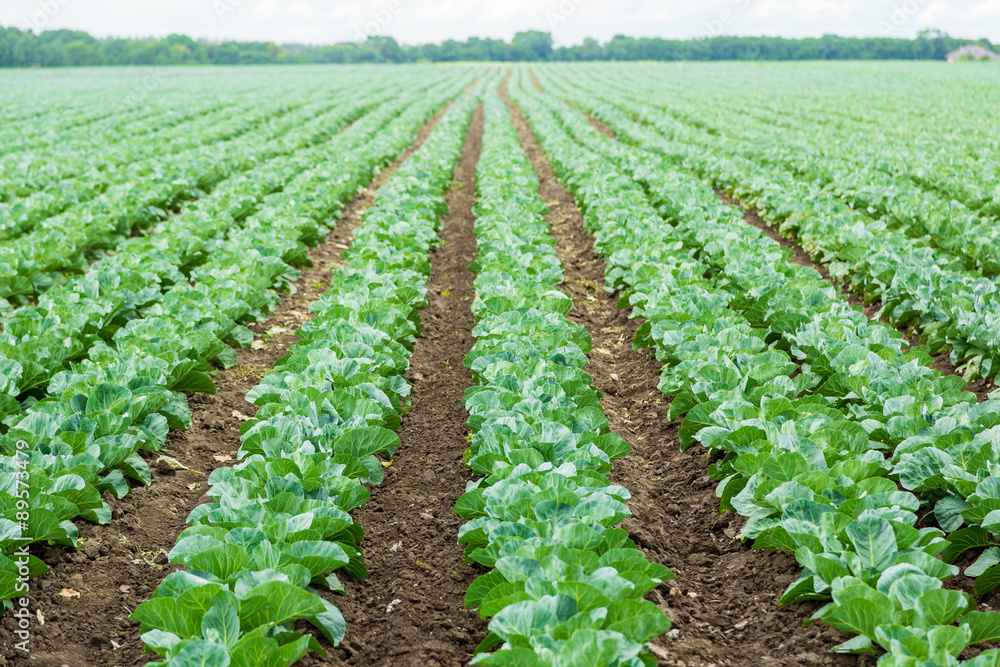 Cabbage field
