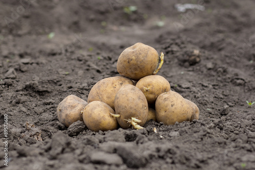 organic potatoes in the field