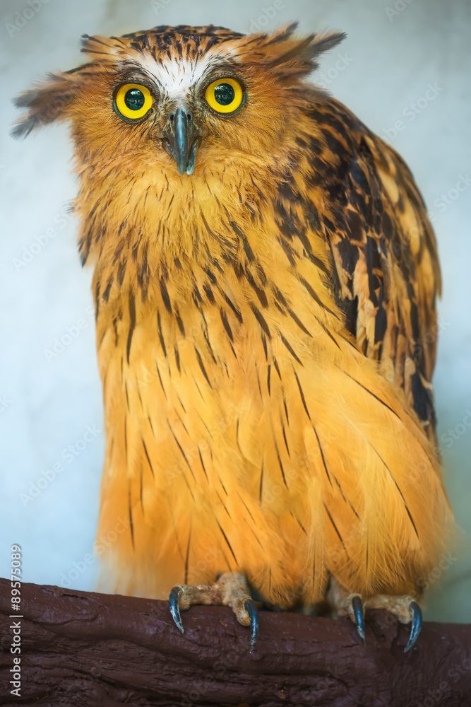 Obraz premium Buffy Fish Owl portrait close up of yellow eyes