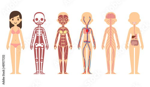 Female body anatomy chart
