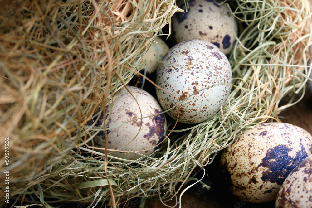Obraz premium Quail eggs