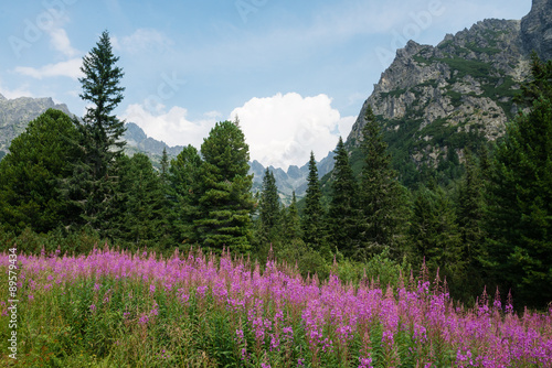Beautiful mountain flowers of High Tatras, Slovakia © ventura