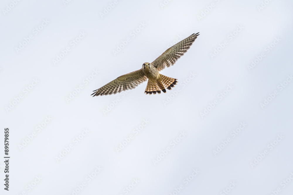 Turmfalke (Falco tinnunculus)