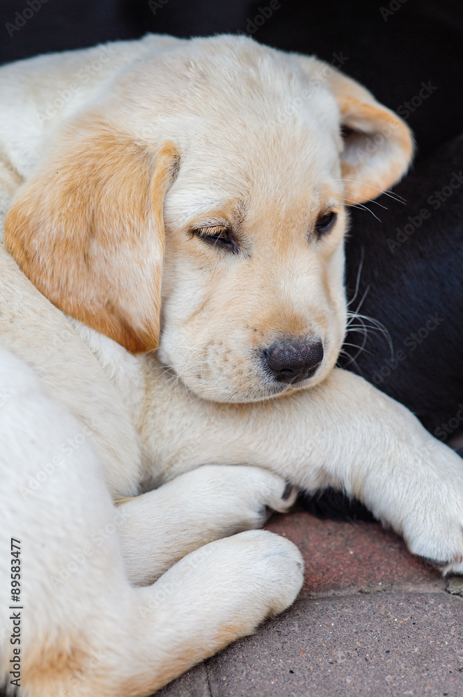 Labrador retriever puppy in the yard Labrador retriever puppy in the yard