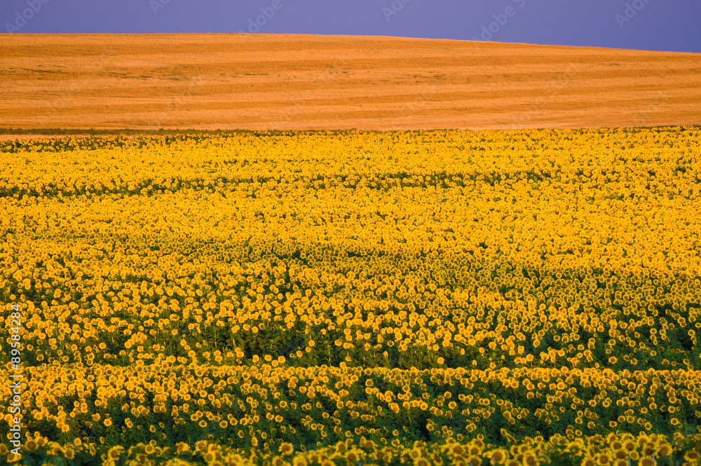 Naklejka premium Large field of blooming yellow sunflowers.