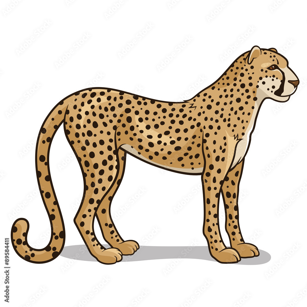 Cheetah 001 Cheetah 001