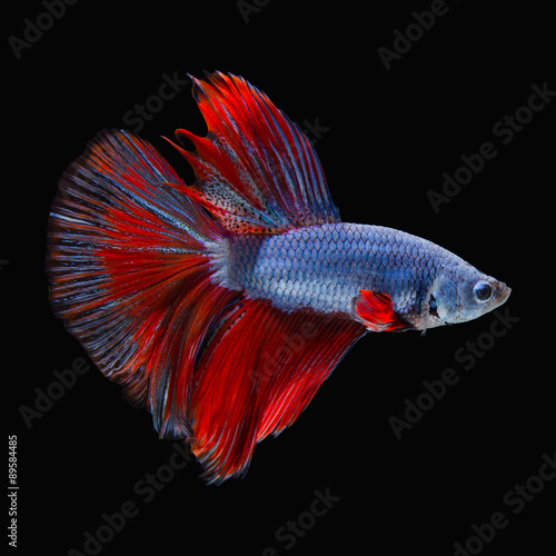 red fighting fish photo