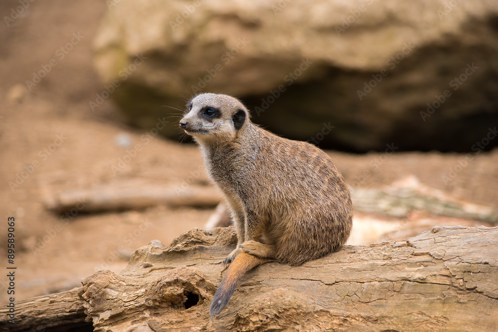 Fototapeta premium Meerkat on a rock