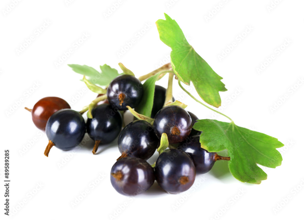 Wild black currant with green leaves isolated on white Wild black currant with green leaves isolated on white